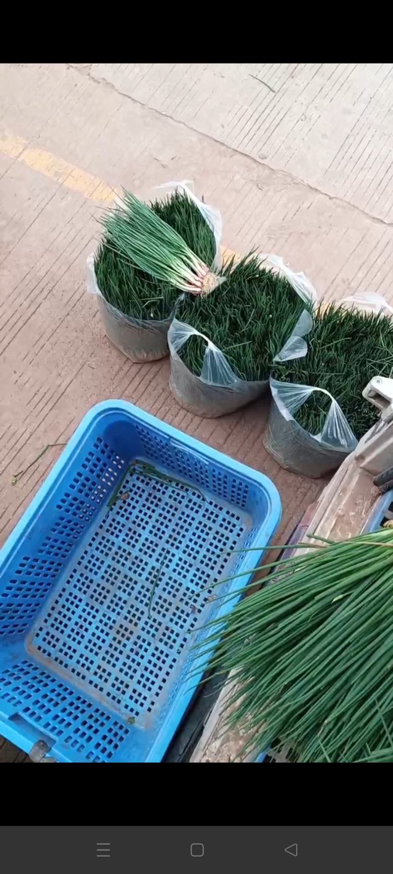 清远基地小葱大供应！优质小葱新鲜现拔，产地一手货源！