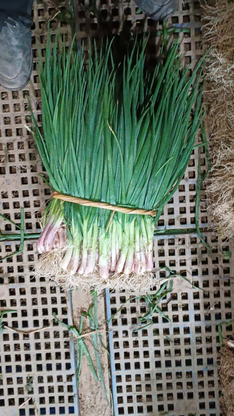 清远基地小葱大供应！优质小葱新鲜现拔，产地一手货源！
