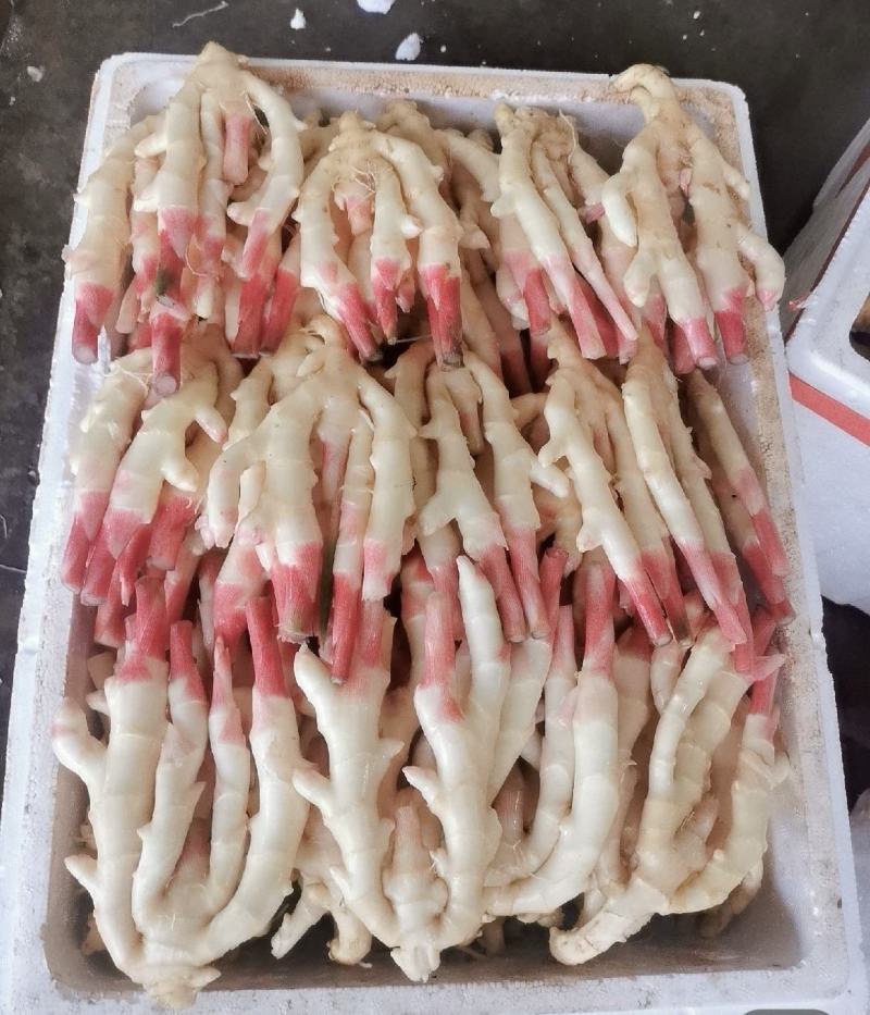 子姜！白口子姜，黄口子姜