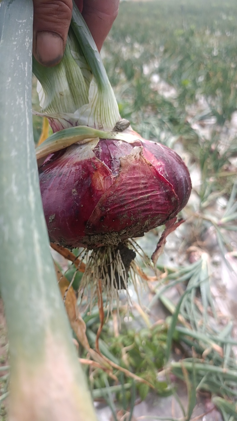 紫皮洋葱大量供应，一手货源，产地直发，价格优惠