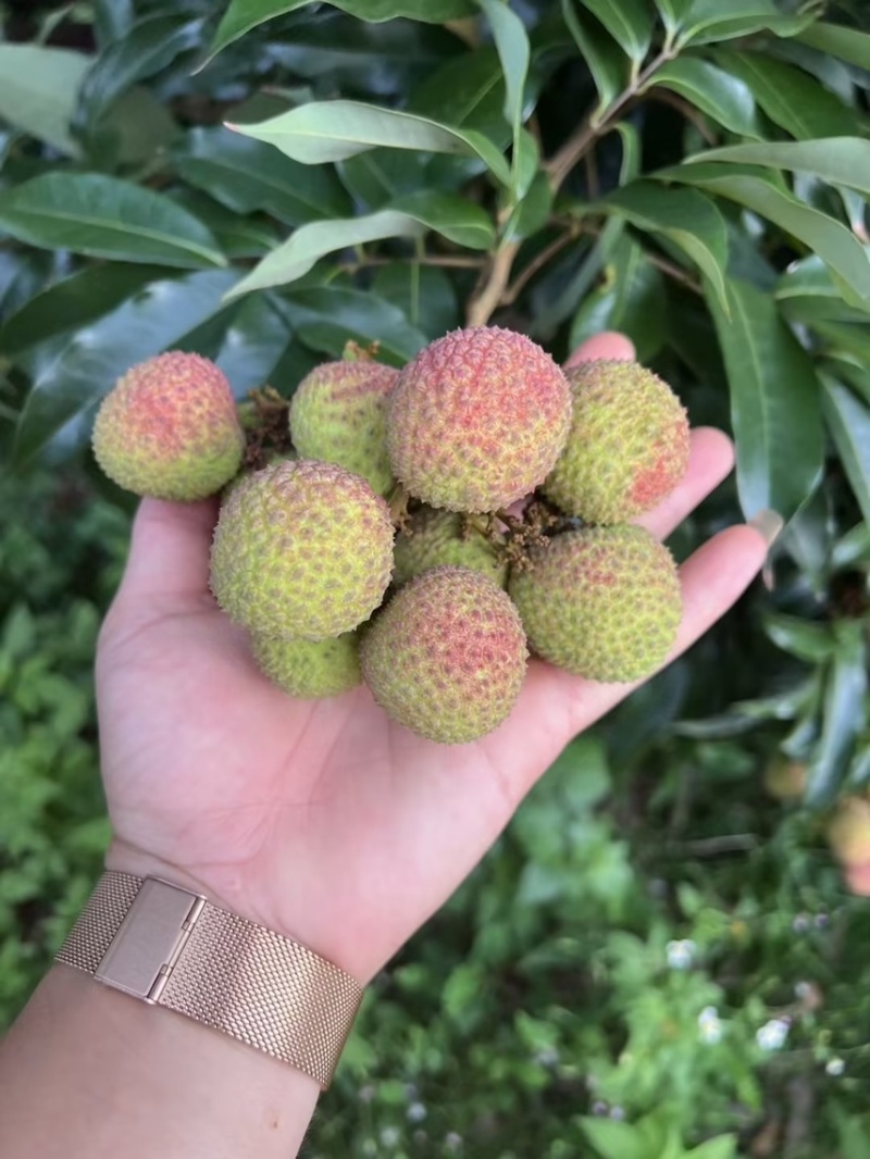 产地代办妃子笑荔枝广西荔枝小核妃子笑荔枝新鲜荔枝
