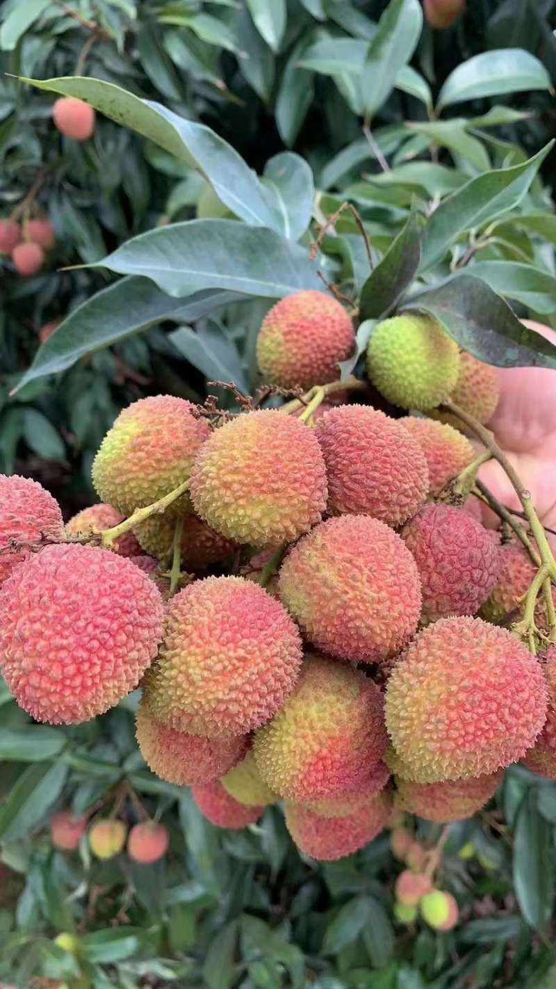 产地代办妃子笑荔枝广西荔枝小核妃子笑荔枝新鲜荔枝