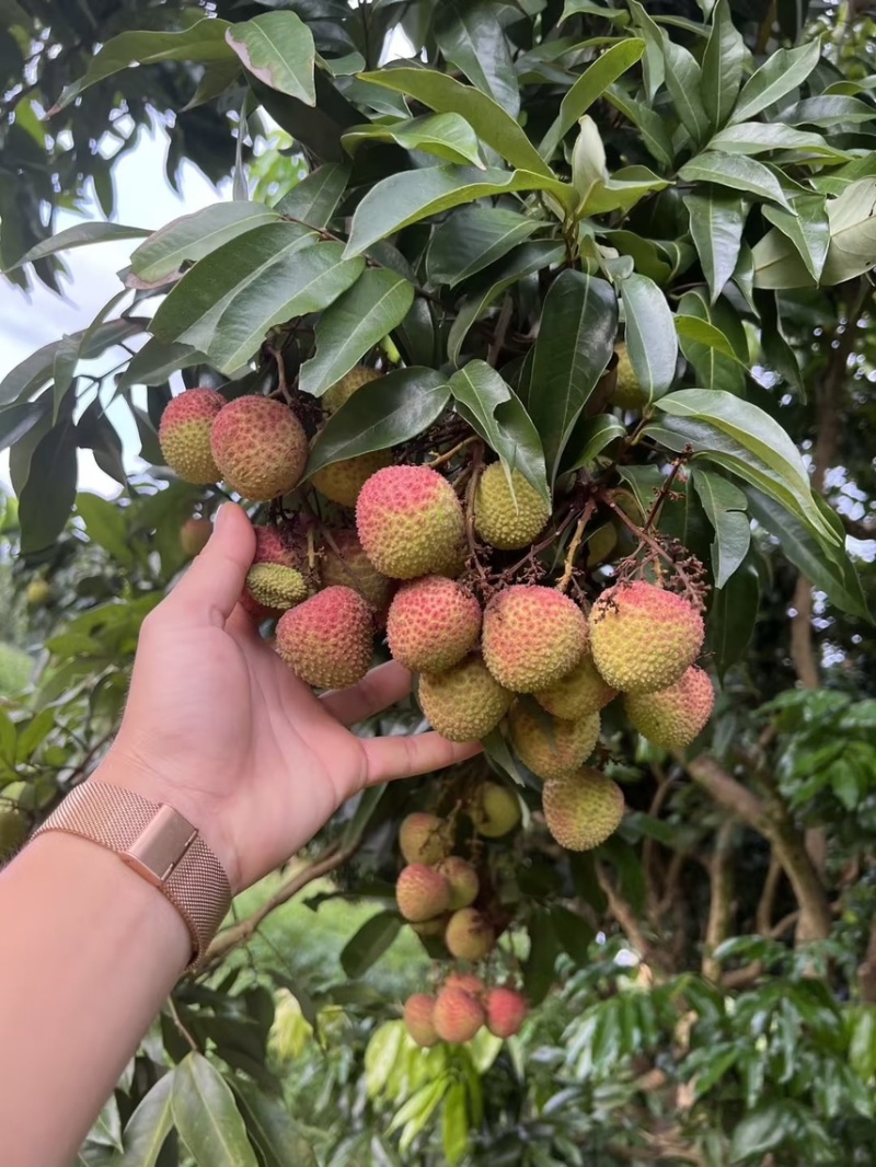 产地代办妃子笑荔枝广西荔枝小核妃子笑荔枝新鲜荔枝