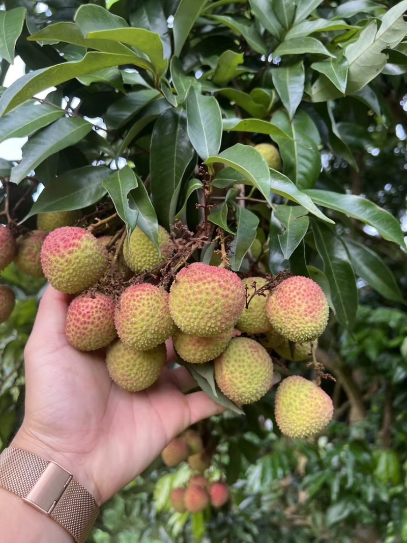 产地代办妃子笑荔枝广西荔枝小核妃子笑荔枝新鲜荔枝