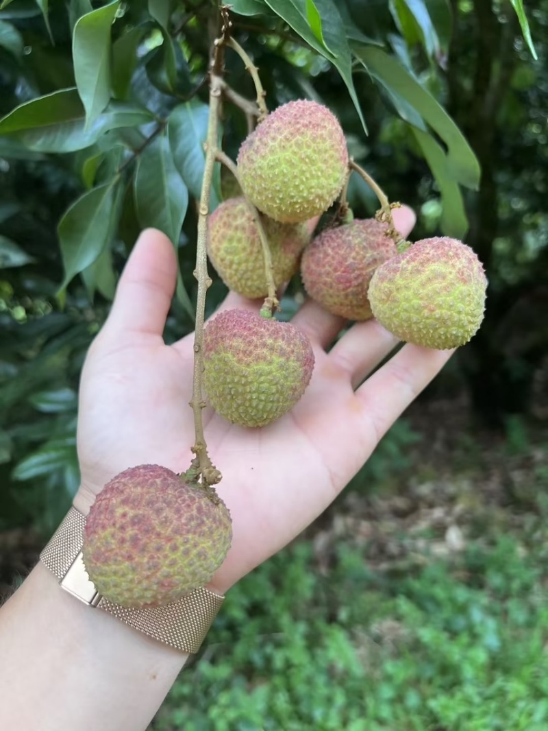 产地代办妃子笑荔枝广西荔枝小核妃子笑荔枝新鲜荔枝