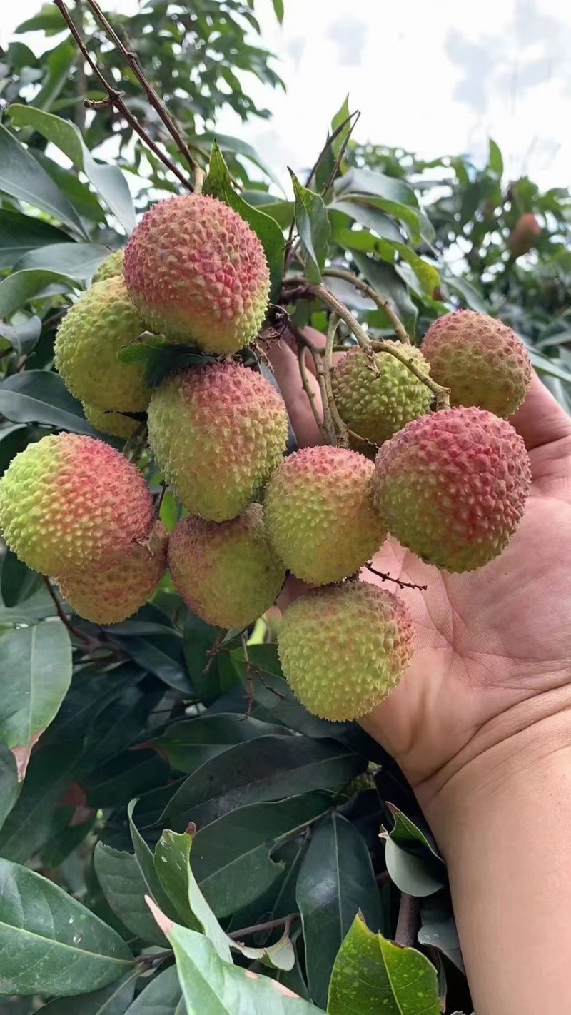 产地代办妃子笑荔枝广西荔枝小核妃子笑荔枝新鲜荔枝