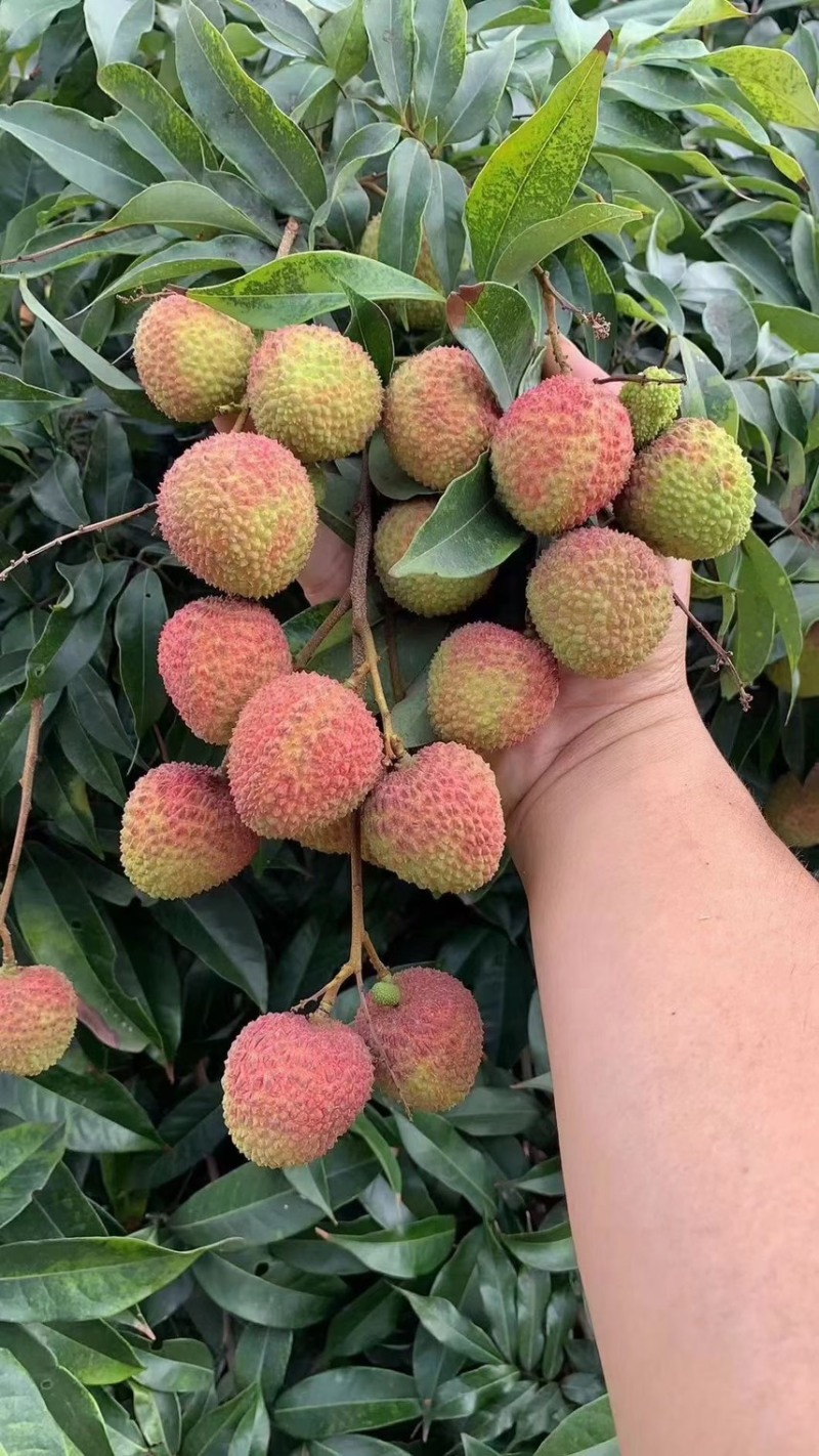 产地代办妃子笑荔枝广西荔枝小核妃子笑荔枝新鲜荔枝