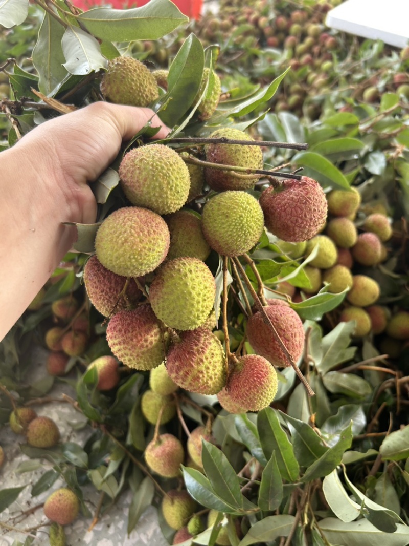 产地代办妃子笑荔枝广西荔枝小核妃子笑荔枝新鲜荔枝