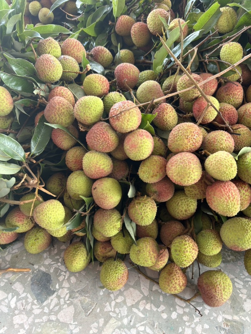 产地代办妃子笑荔枝广西荔枝小核妃子笑荔枝新鲜荔枝