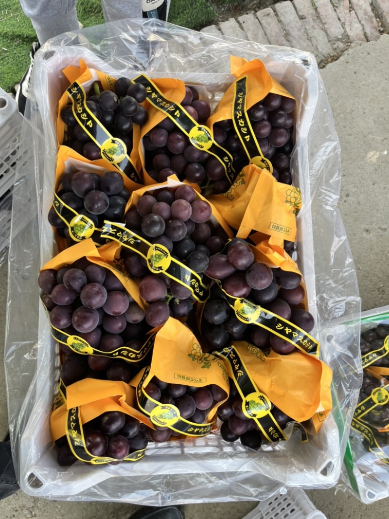 精品藤稔🍇乒乓球🏓️大颗粒，大果肉饱满，口感佳
