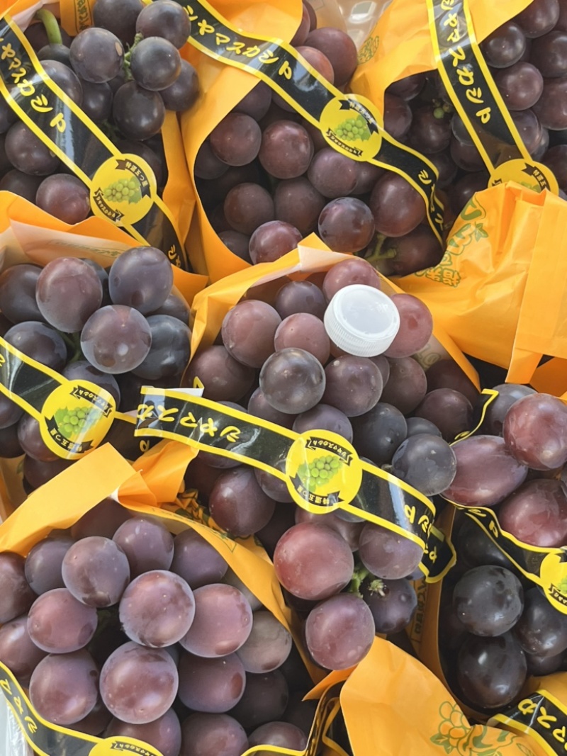 精品藤稔🍇乒乓球🏓️大颗粒，大果肉饱满，口感佳
