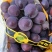 精品藤稔🍇乒乓球🏓️大颗粒，大果肉饱满，口感佳