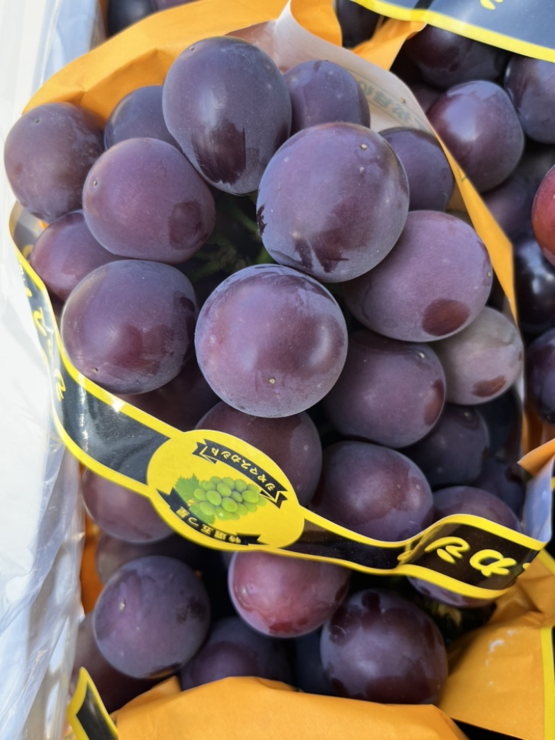 精品藤稔🍇乒乓球🏓️大颗粒，大果肉饱满，口感佳