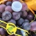 精品藤稔🍇乒乓球🏓️大颗粒，大果肉饱满，口感佳