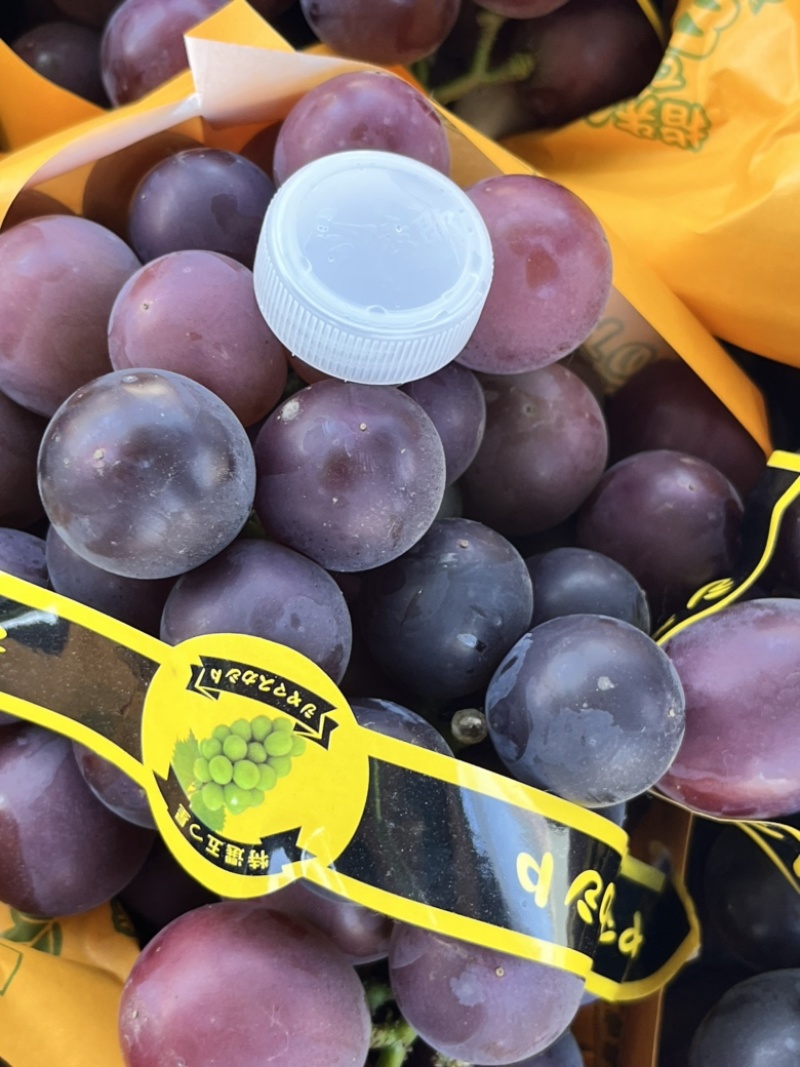 精品藤稔🍇乒乓球🏓️大颗粒，大果肉饱满，口感佳