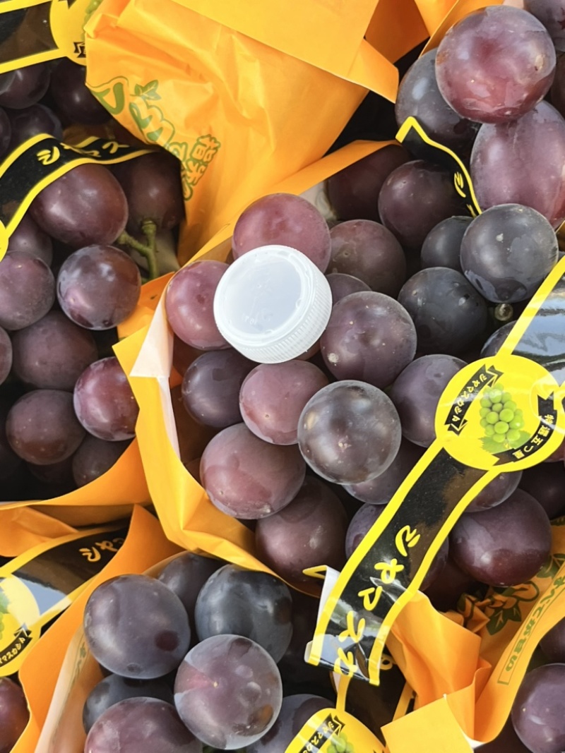 精品藤稔🍇乒乓球🏓️大颗粒，大果肉饱满，口感佳