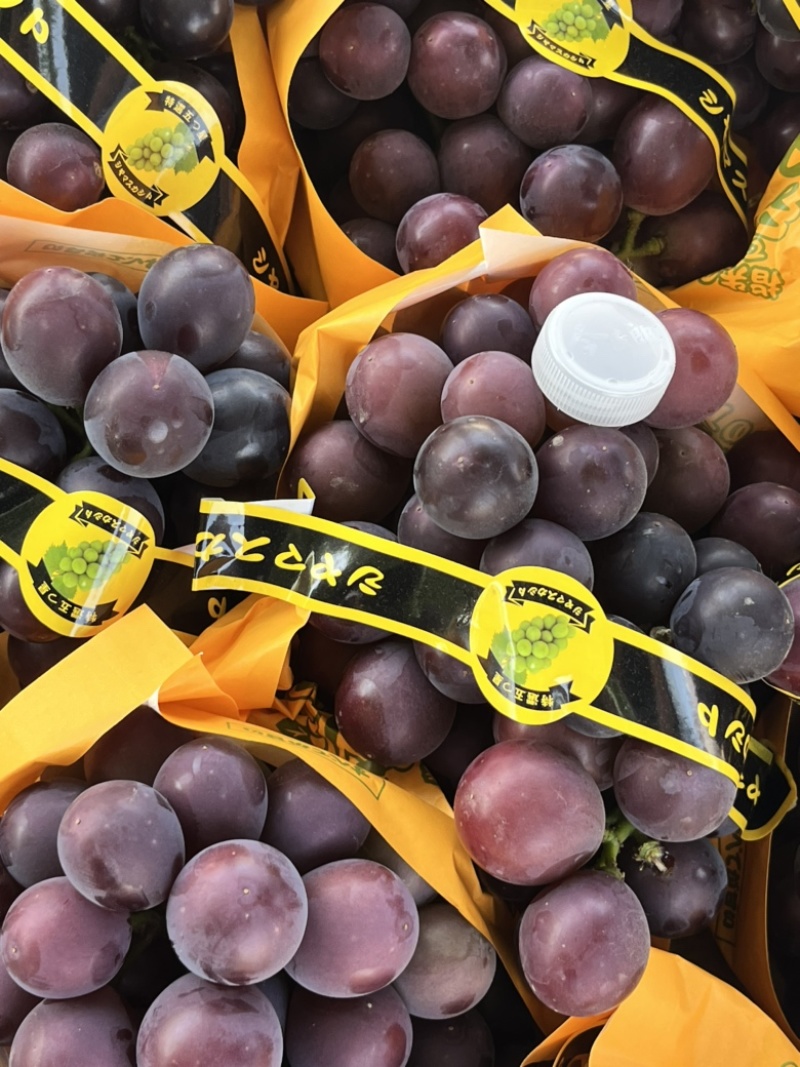 精品藤稔🍇乒乓球🏓️大颗粒，大果肉饱满，口感佳