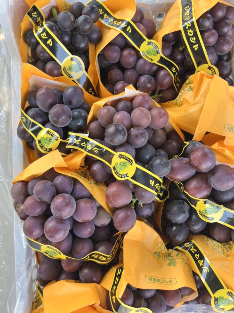 精品藤稔🍇乒乓球🏓️大颗粒，大果肉饱满，口感佳