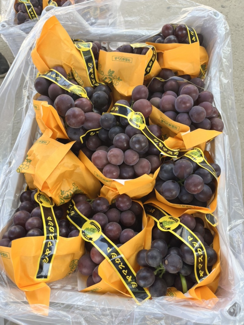 精品藤稔🍇乒乓球🏓️大颗粒，大果肉饱满，口感佳