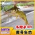 黄骨鱼苗