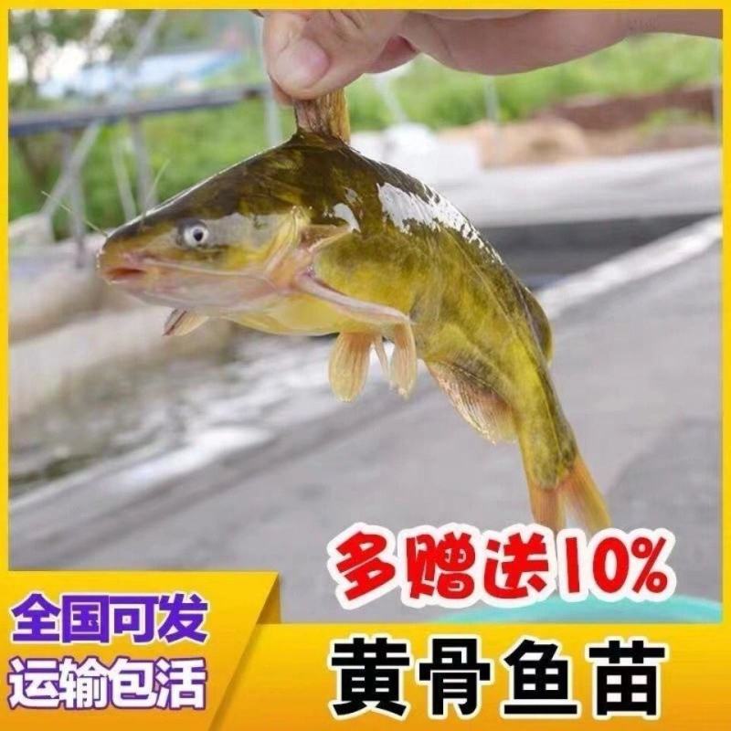 黄骨鱼苗