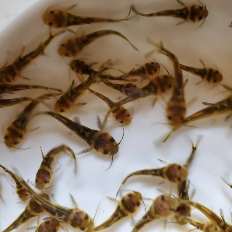 黄骨鱼苗