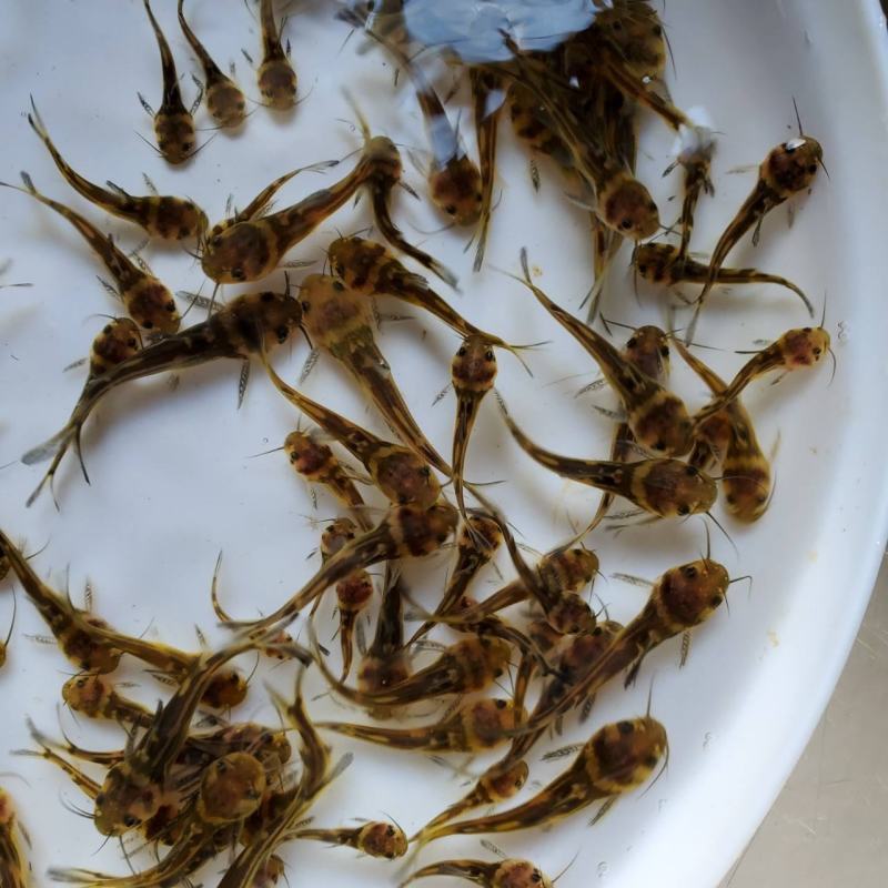 黄骨鱼苗