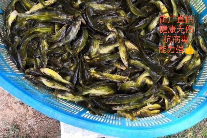 黄骨鱼苗