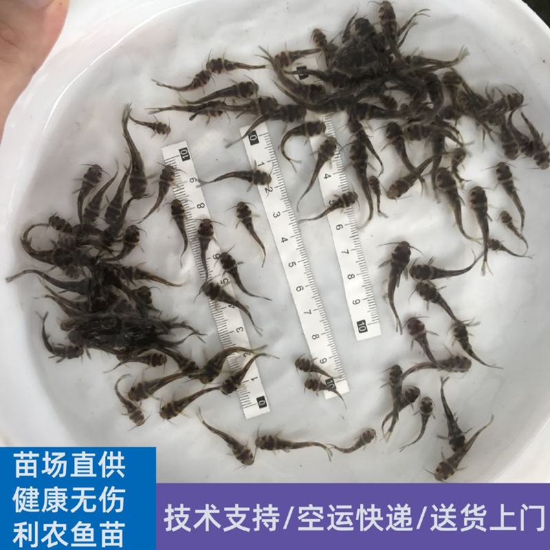 黄骨鱼苗