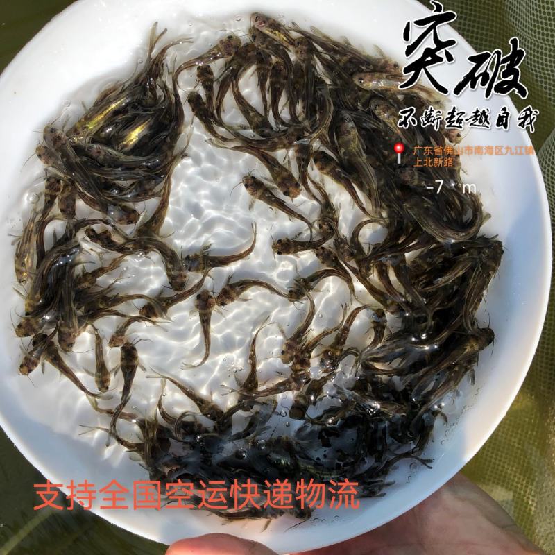 黄骨鱼苗