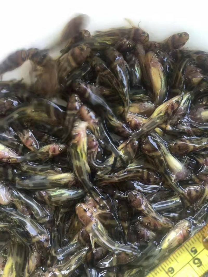 黄骨鱼苗