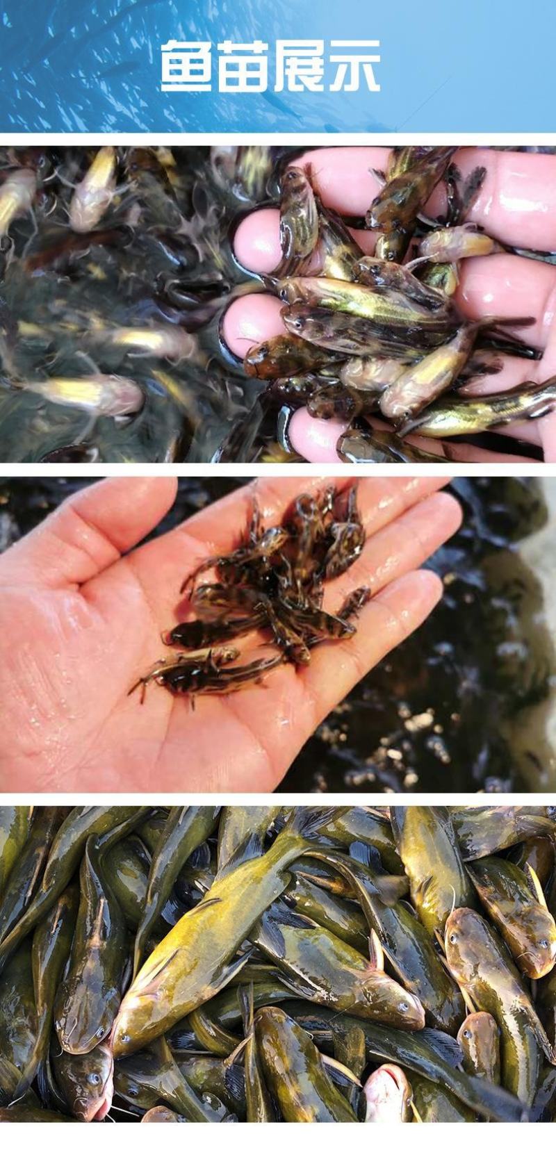 黄骨鱼苗