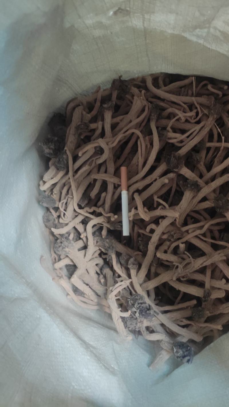 【推荐】板兰根籽出售，量大价优，欢迎进店联系
