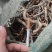 【推荐】板兰根籽出售，量大价优，欢迎进店联系