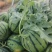 麒麟京欣甜王