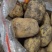 精品土豆内蒙古土豆货源充足量大从优质量保证欢迎咨询