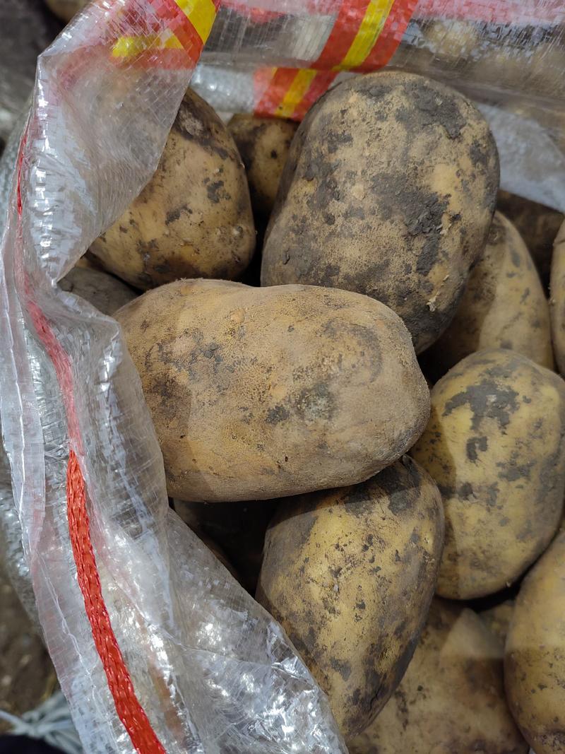 精品土豆内蒙古土豆货源充足量大从优质量保证欢迎咨询