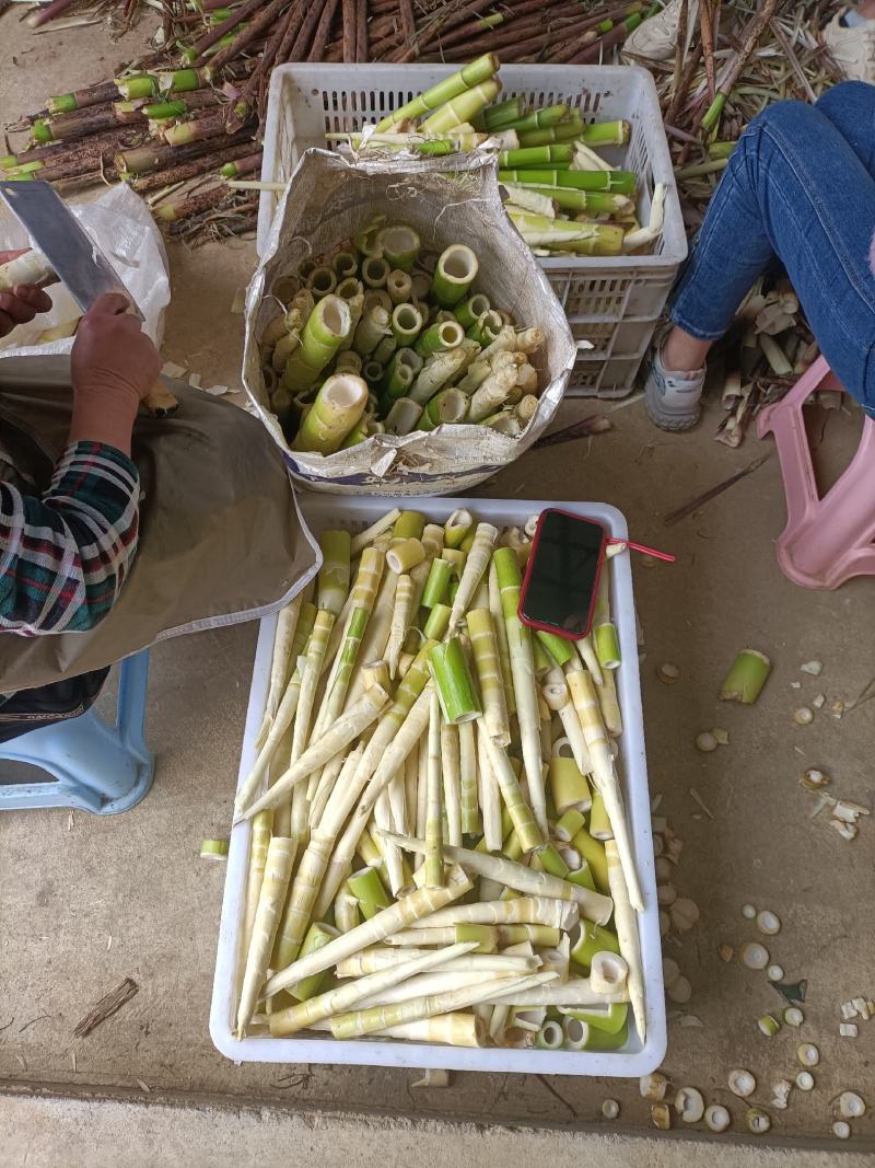 纯野生小笋野笋干