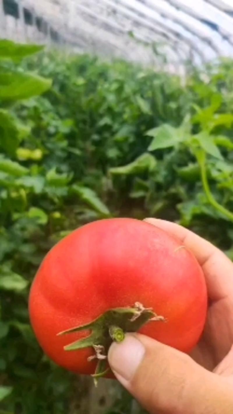普罗旺斯番茄沙瓤口感草莓心满天小时候的味道铁皮青肩西红柿