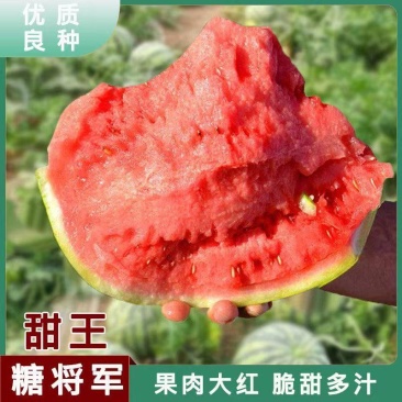 精品甜王，大量上市欢迎各位老板前来选购，