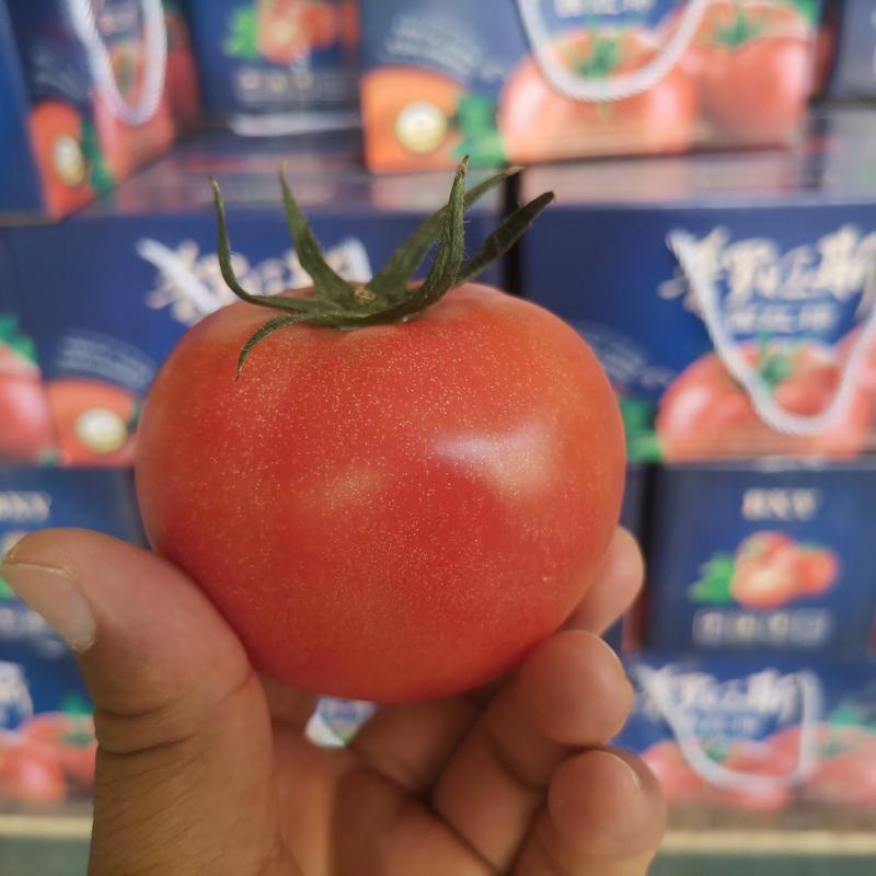 普罗旺斯番茄沙瓤口感草莓心满天小时候的味道铁皮青肩西红柿