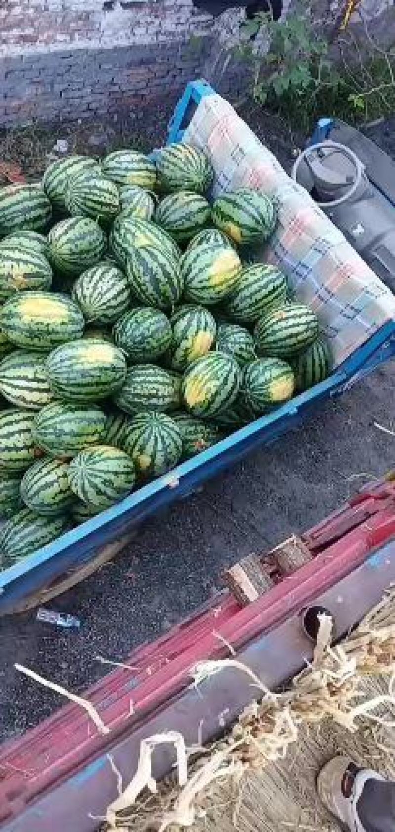 精品甜王，大量上市欢迎各位老板前来选购，