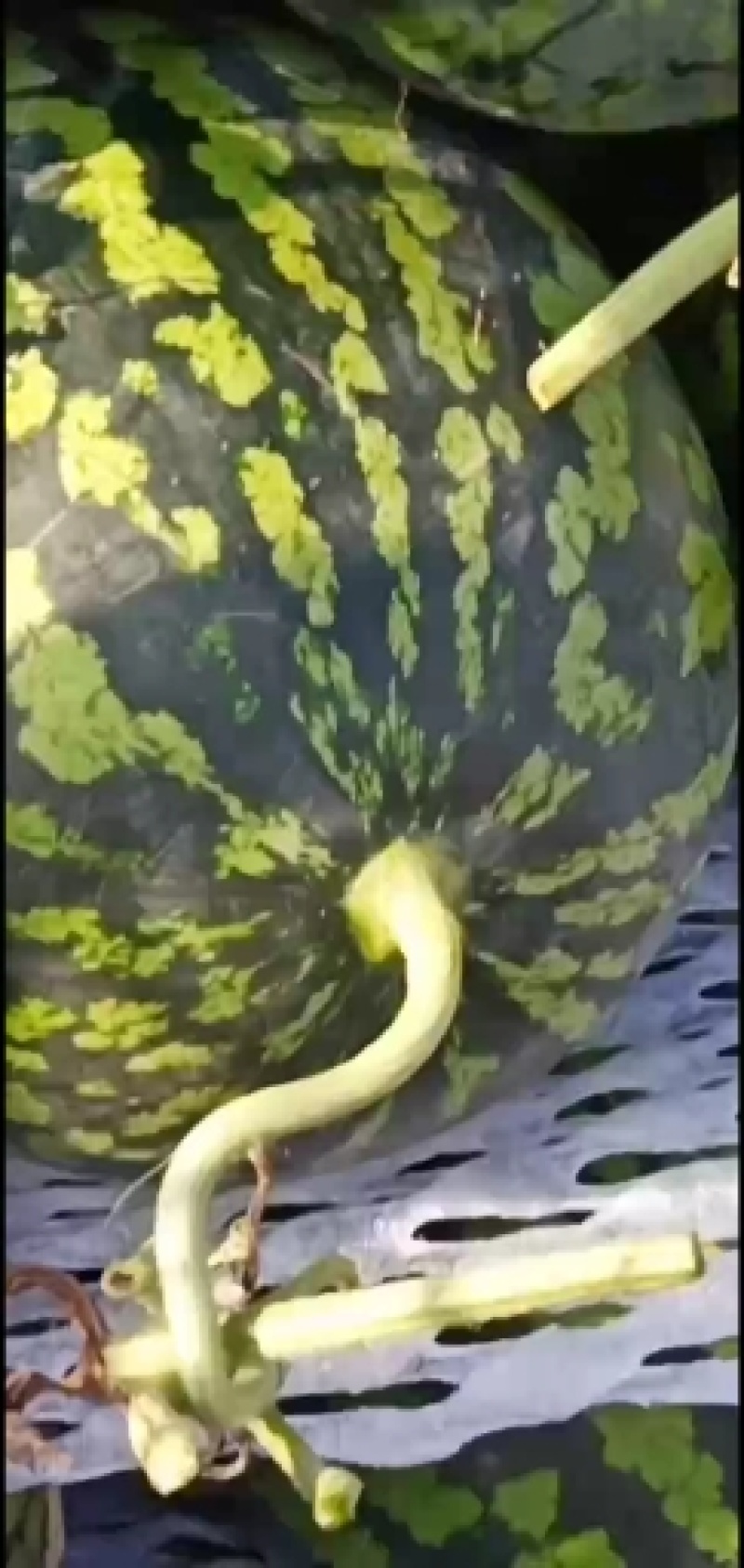 精品甜王，大量上市欢迎各位老板前来选购，