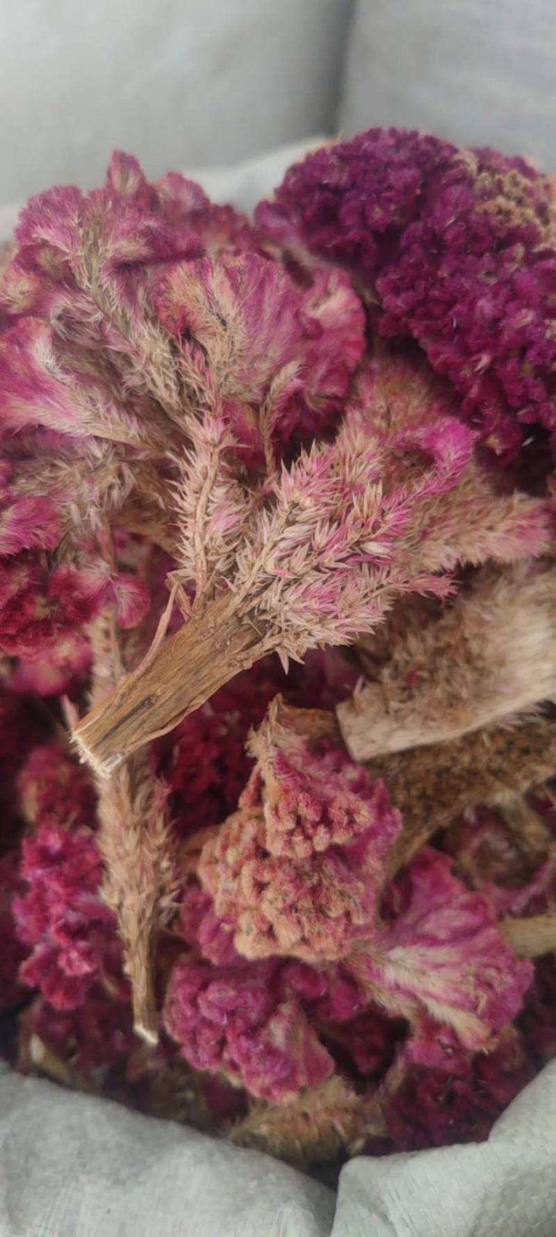 鸡冠花欢迎电话咨询
