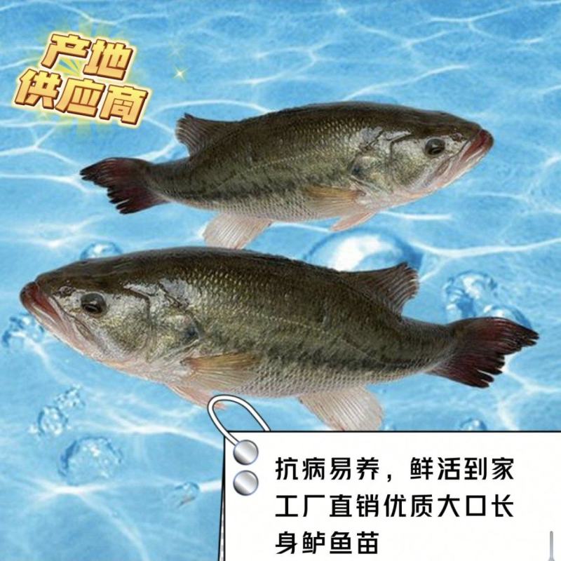 大口黑鲈鱼苗