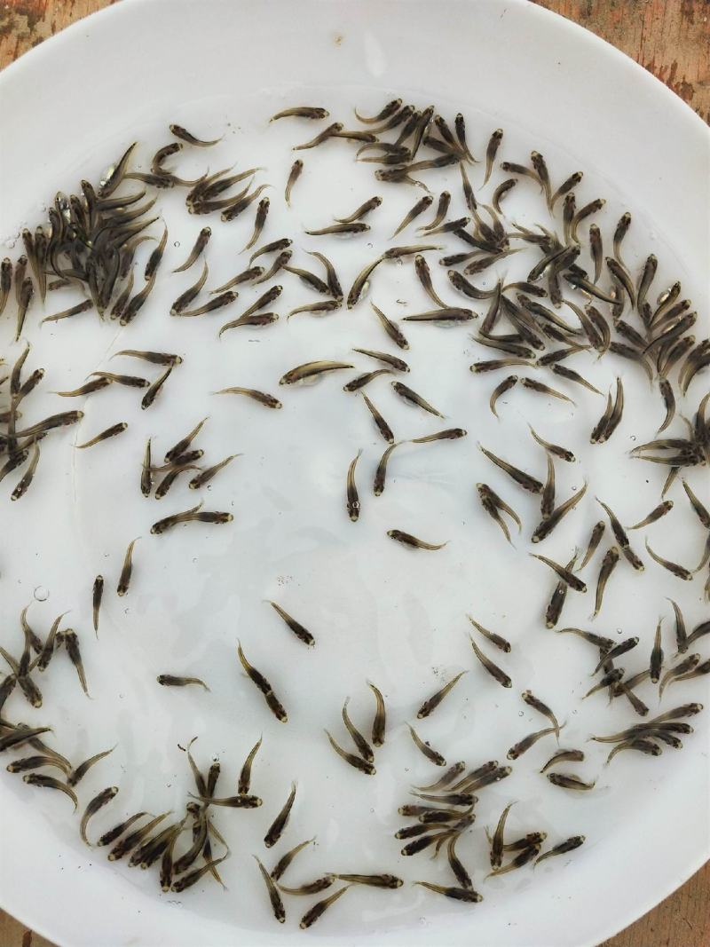 大口黑鲈鱼苗