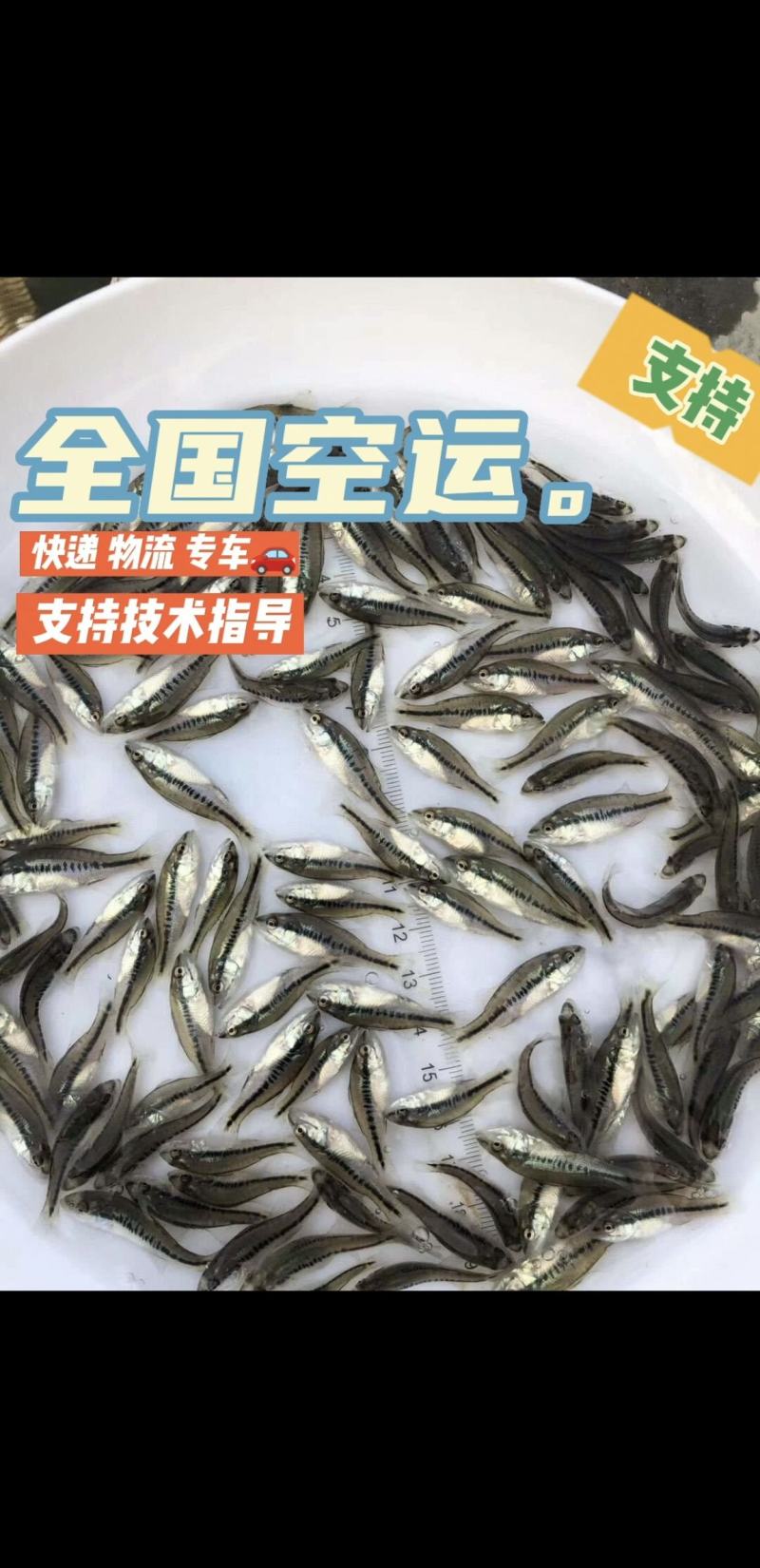 大口黑鲈鱼苗