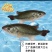 大口黑鲈鱼苗