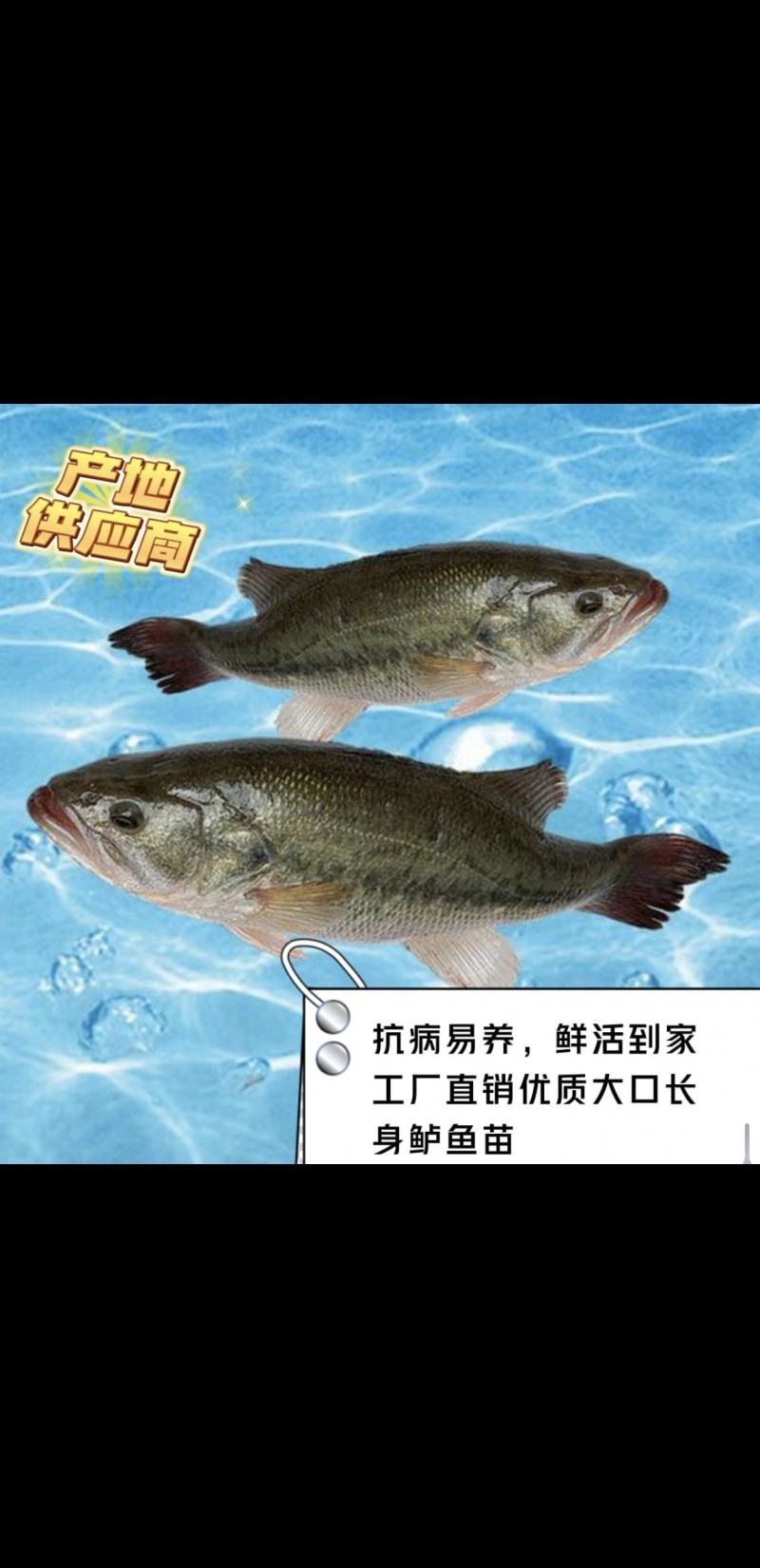 大口黑鲈鱼苗