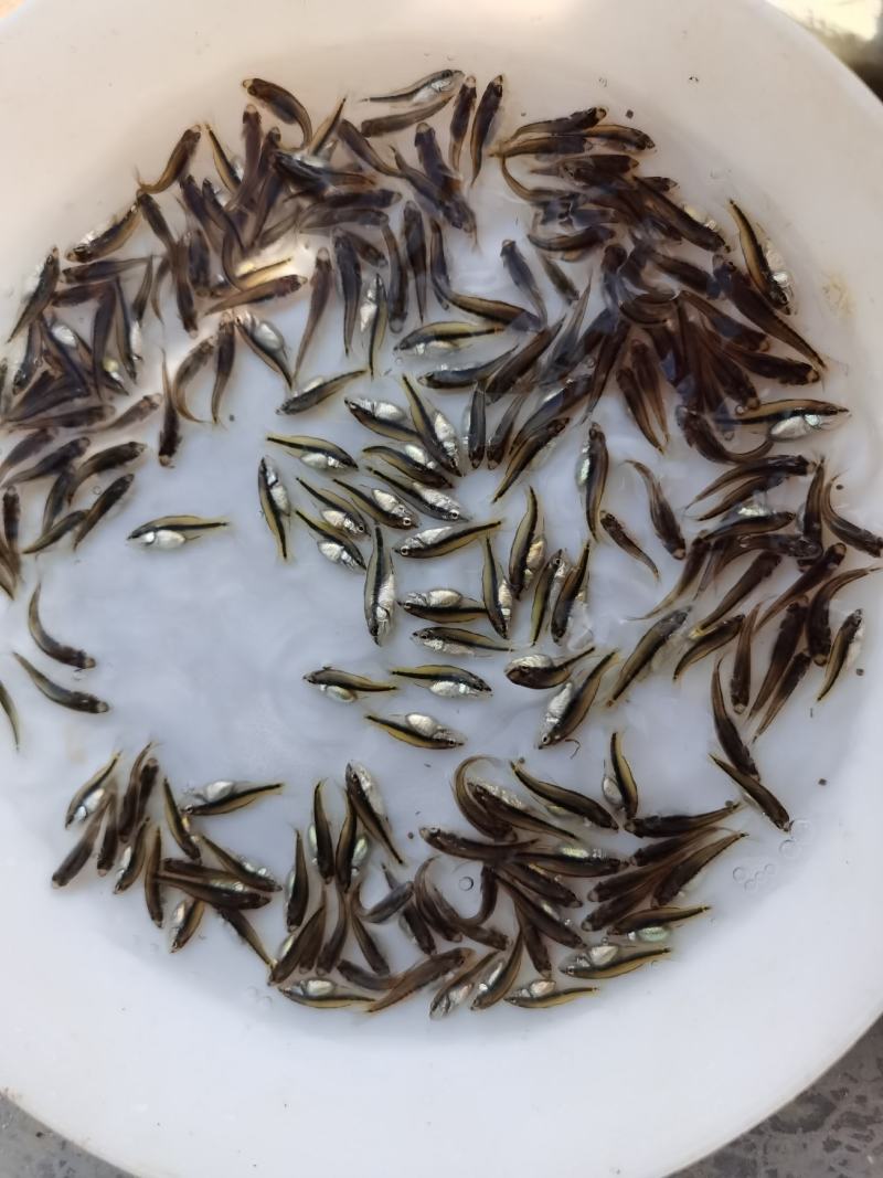 大口黑鲈鱼苗